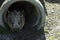 Southern Hairy Nosed Wombat, Albany, WA, Australia