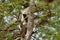 Southern Hanuman Langur in Yala National Park in Sri Lanka