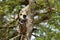 Southern Hanuman Langur in Yala National Park in Sri Lanka