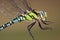 Southern Hawker