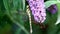 The Southern Hawker upon a buddleja, Holland