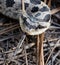 Southern hognose snake (heterodon simus) with head flattened and tongue out