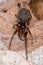 Southern House Spider