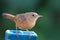 Southern House Wren Troglodytes musculus, perched on a blue wall