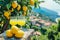 Southern Italian Coastal Scene with Homemade Limoncello