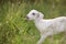 Southern kiko goat, Portrait of white goat