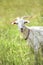 Southern kiko goat, Portrait of white goat