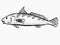 Southern Kingfish South Carolina Inshore Fish Cartoon Retro Drawing