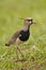 Southern Lapwing