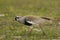 Southern Lapwing