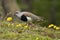 Southern Lapwing