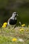 Southern Lapwing