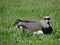 Southern Lapwing