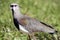 Southern lapwing or Chilean lapwing