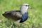 Southern lapwing or Chilean lapwing