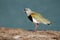 Southern Lapwing or Common tero