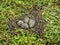 Southern lapwing eggs