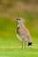 Southern Lapwing in a field