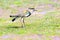 Southern lapwing on the grass field