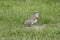 Southern lapwing on the grass field