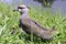 Southern lapwing juvenile