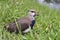 Southern lapwing juvenile