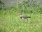 A Southern lapwing looking