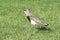 Southern lapwing perched on the grass field