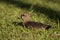 Southern Lapwing sitted on the Grass