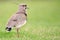 Southern Lapwing (Vanellus chilensis).