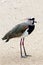 Southern Lapwing, Vanellus chilensis