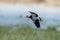 Southern Lapwing, Vanellus chilensis in flight,