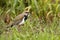 Southern Lapwing, Vanellus chilensis, water exotic bird during sunrise, Pantanal, Brazil. Bird in the long green grass