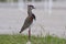 Southern Lapwing which stand on a green lawn in a pose of anxiety