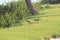 Southern lapwings group with young (Vanellus chilensis) in Forte de Copacabana. Brazilian native species