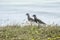 Southern lapwings perched on the field near the coast