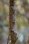 Southern Leaf-tail Gecko - Uroplatus sikorae