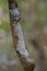 Southern Leaf-tail Gecko - Uroplatus sikorae