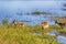 Southern lechwe, Kobus leche, Moremi National Park, Botswana