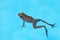 Southern leopard frog Rana sphenocephala floats in a pool