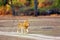 The Southern Lion Panthera leo melanochaita or African Lion. A large very blond dominant male, typical coloring for Luangwa