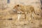 The Southern lion Panthera leo melanochaita also as the East-Southern African lion or Eastern-Southern African lion or Panthera