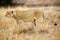 The Southern lion ,Panthera leo melanochaita, also the East-Southern African lion or Eastern-Southern African lion or Panthera leo