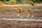 Southern Lion Panthera leo melanochaita or Eastern-Southern African Lion.Big male hidden in the darkness. A large very blond