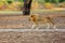 The Southern Lion Panthera leo melanochaita or Eastern-Southern African Lion. A large very blond dominant male, typical coloring