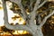 Southern live oak tree backlit with sunset