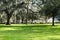 Southern Live Oaks covered in Spanish Moss growing in Savannah`s historic squares. Savannah, Georgia