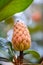 Southern Magnolia grandiflora, seed pod