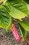 Southern Magnolia tree exhibits seed pods or cones. Scarlet immature fruit cone of Magnolia grandiflora, commonly called umbrella