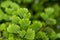 Southern Maidenhair Fern